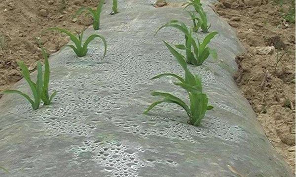 农地膜对蔬菜的影响